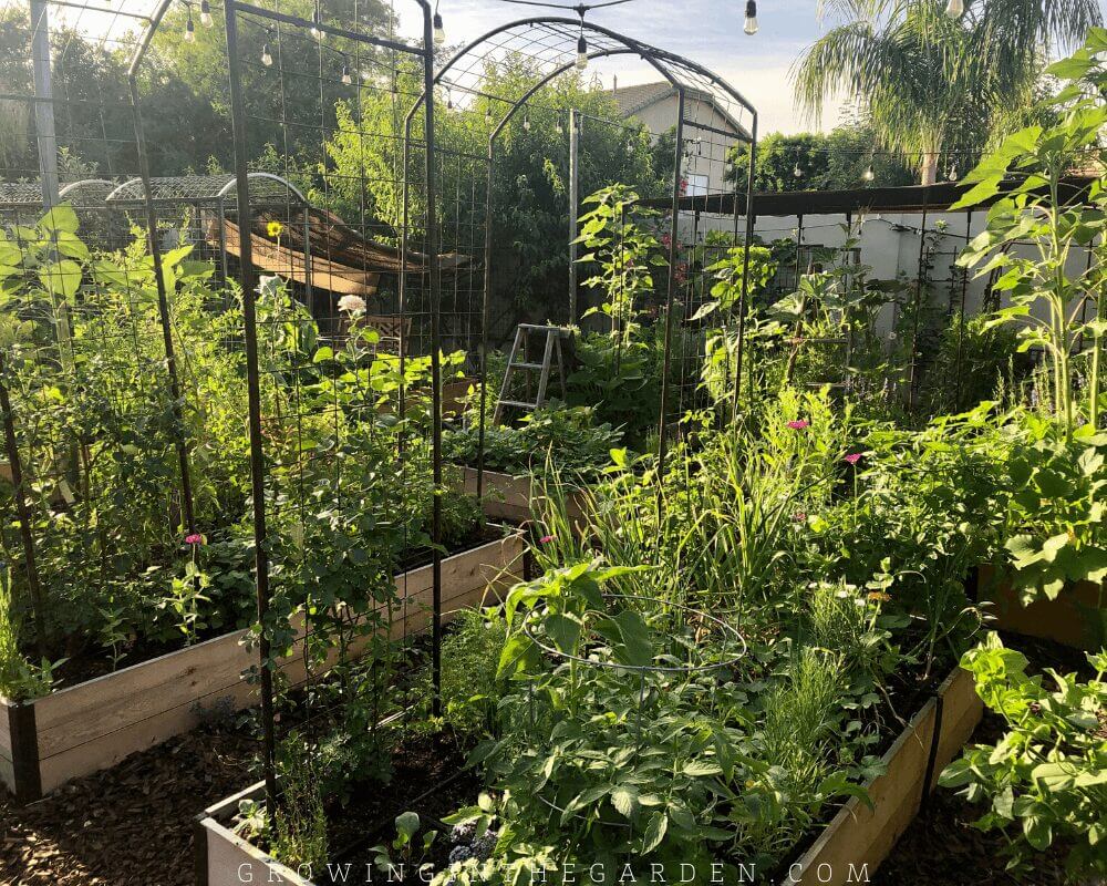 Best Organic Garden Fertilizer