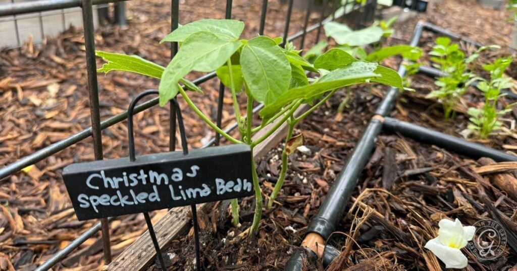 A young Christmas speckled lima bean plant grows in a garden bed with a labeled sign in front, providing a charming example of how to grow lima beans.