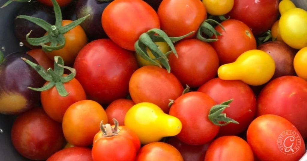 Best Tomatoes for Arizona
