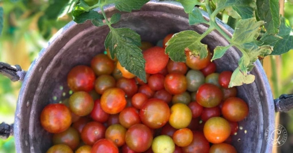 Best Tomatoes for Arizona