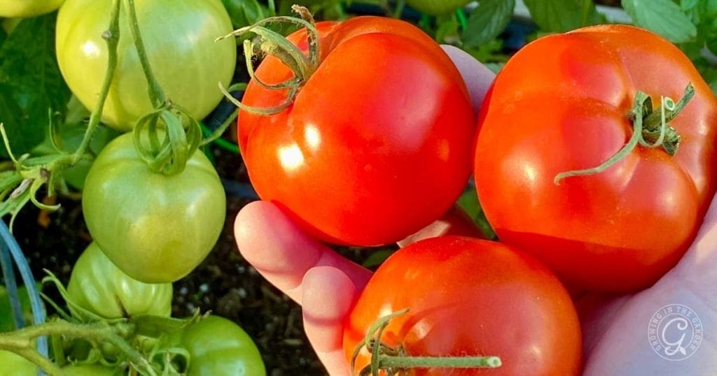 Tomatoes for the Desert: Best Varieties for Arizona