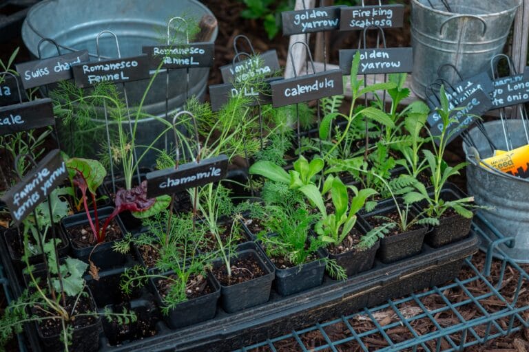 The Best Way to Label Garden Plants featured image