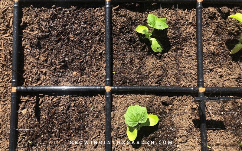 I am not the most naturally organized gardener, but here’s my secret -- the permanent grids give me a framework and guidelines to be organized. I love them!