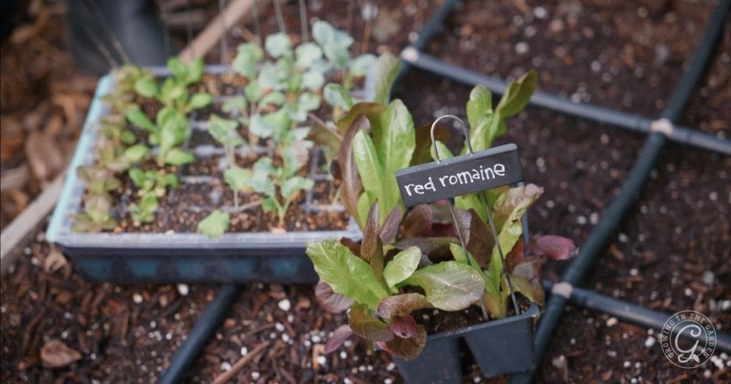 Best Winter Crops for Hot Summer Climates