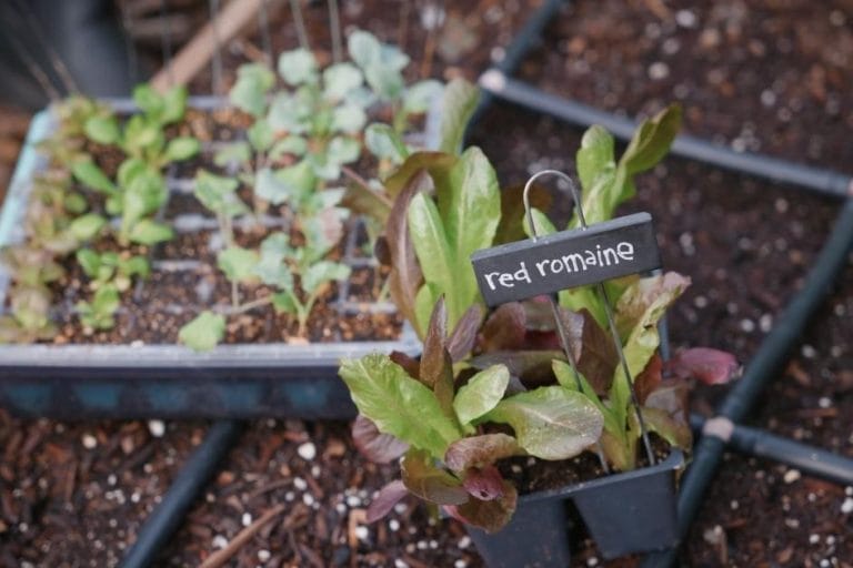 Best Winter Crops for Hot Summer Climates featured image