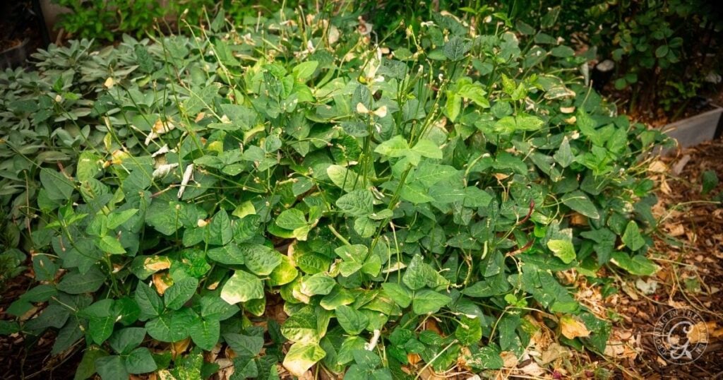 A dense patch of leafy green plants growing outdoors in a garden with some dry leaves on the ground.