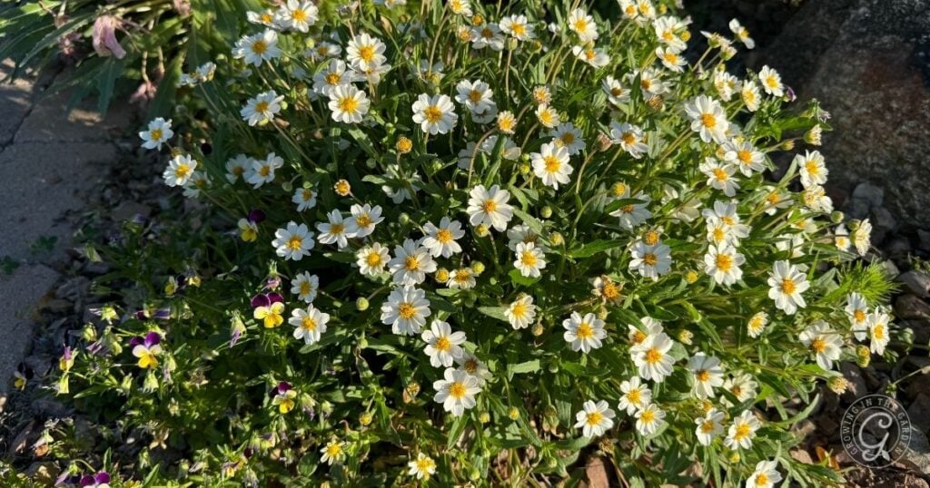 A lush green bush covered with small white flowers with yellow centers grows outdoors, surrounded by rocks, mulch, and a few scattered purple flowers in sunlight—ideal perennials for pollinators in a sunny Sonoran Desert landscape.