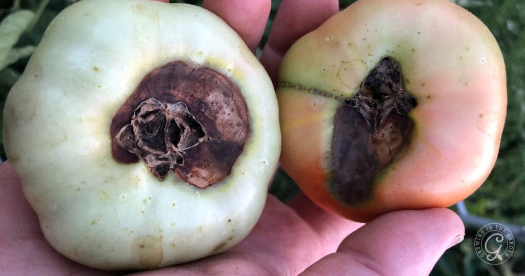 Blossom end rot on tomatoes