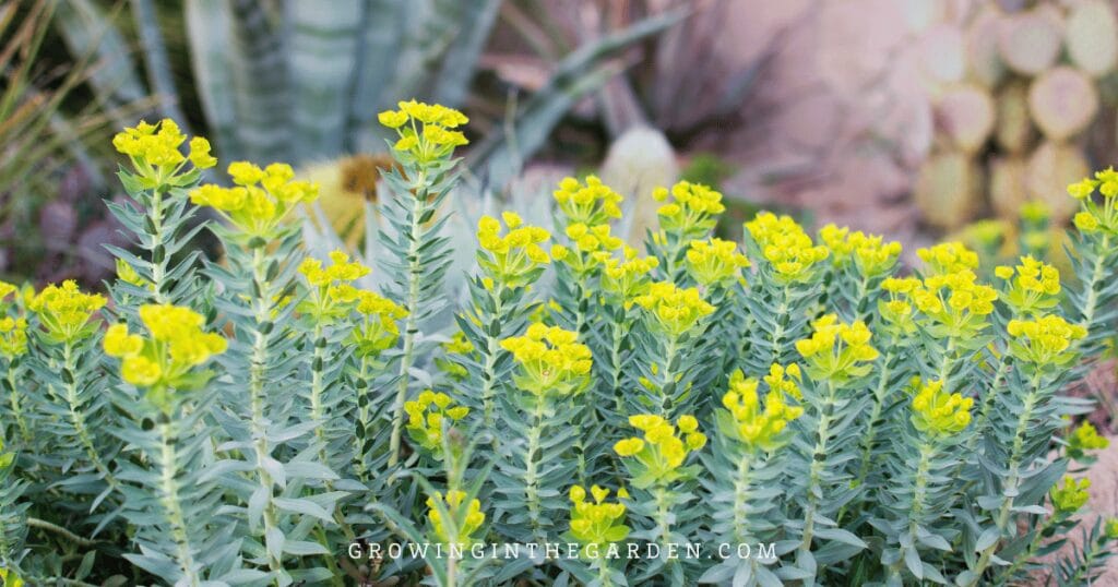 Lawn Alternatives: 10 Low-Water-Use Groundcovers for Hot Climates: Blue Euphorbia (Euphorbia rigida)