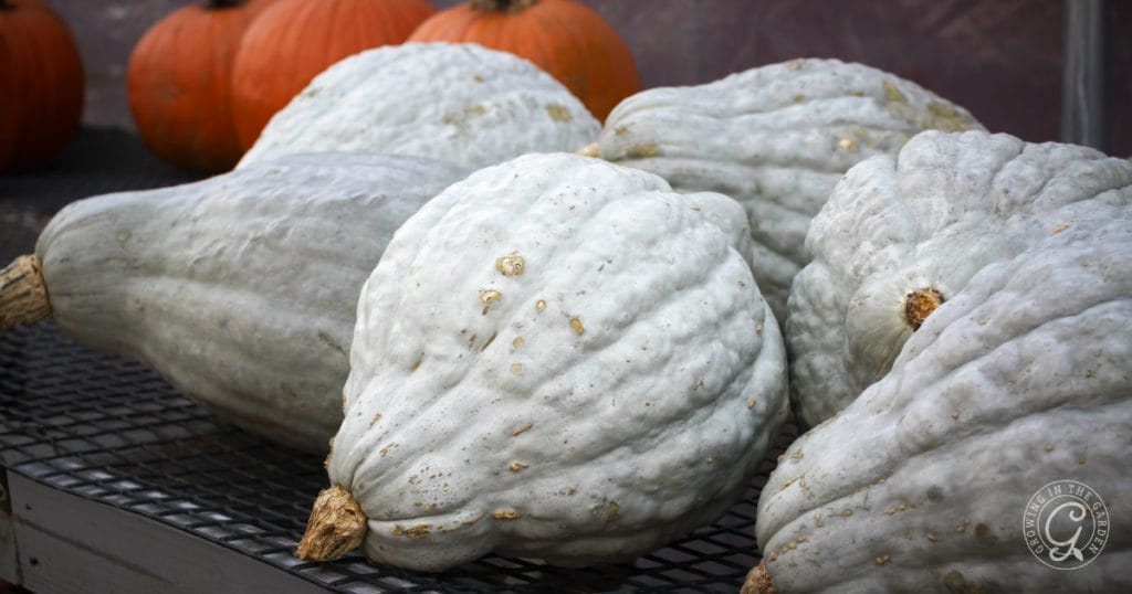 Blue Hubbard Squash