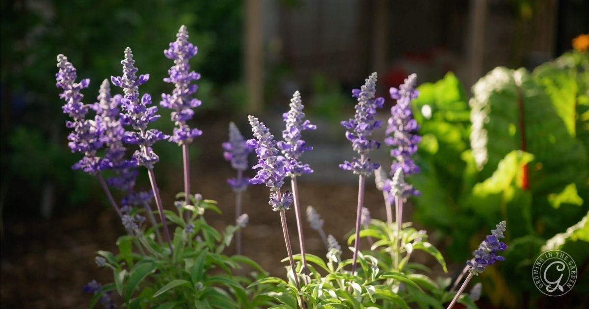 Purple lavender flowers in bloom, known as flowers that love hot summers, are illuminated by sunlight in a garden with green foliage and a blurred wooden background.