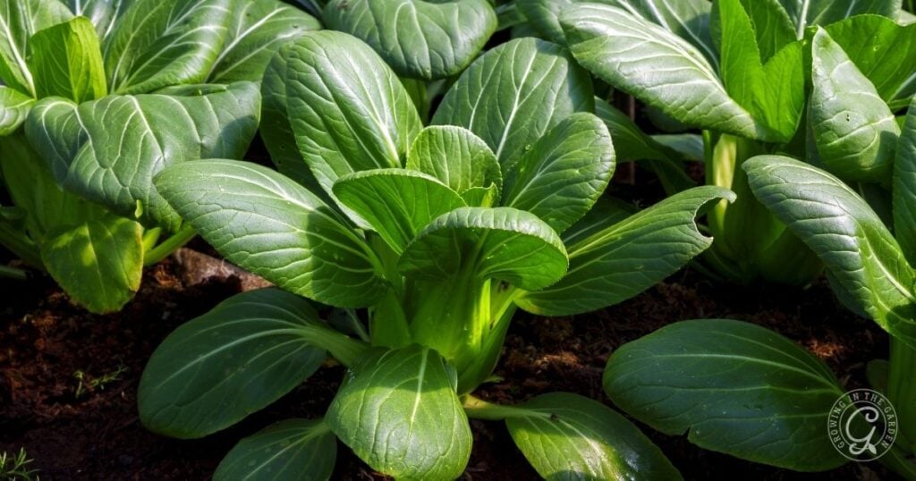 Close-up of healthy, green bok choy plants growing in rich, dark soil in a garden.