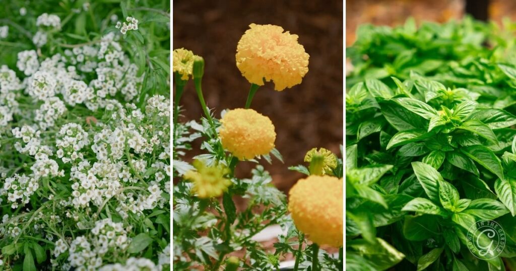 Three panels: white alyssum flowers, yellow marigolds, and green basil plants thrive outdoors—companion plants often featured in guides on how to plant tomatoes.