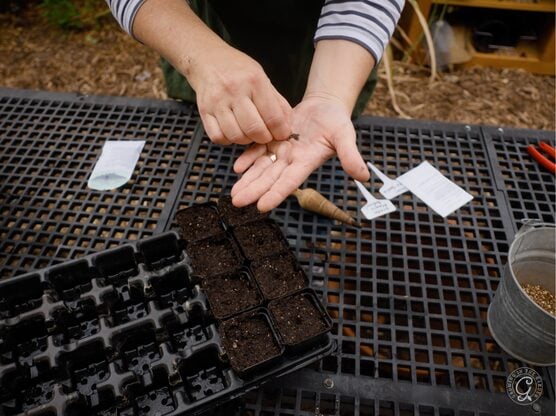 Bootstrap Farmer 32-Cell Tray & Inserts featured image