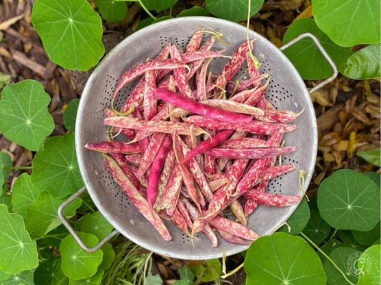Borlotti Beans featured image