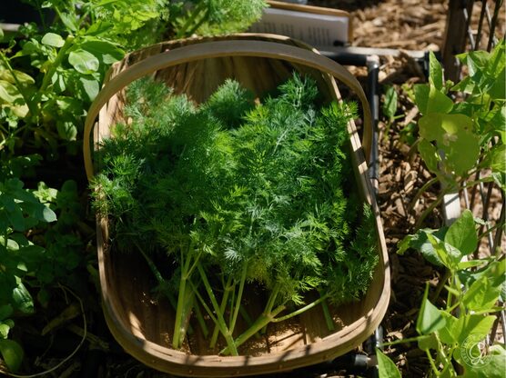 Bouquet Dill featured image