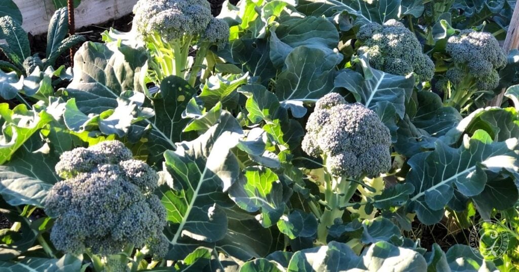 Broccoli plants with large green leaves growing in a garden under bright sunlight.