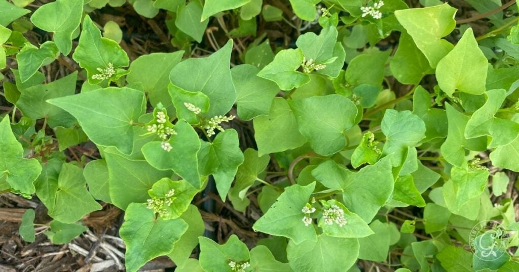Green leafy plants with small clusters of white buds growing among brown mulch and soil.