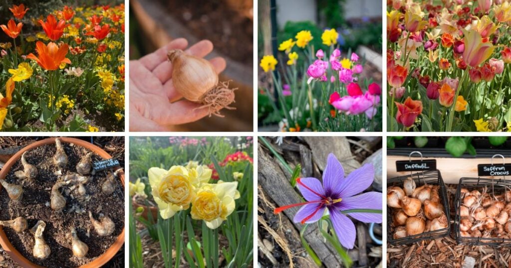 A visual guide collage of tulips, daffodils, bulbs being planted, and flower bulbs in baskets and soil—perfect for those interested in Arizona bulbs or low desert flowering bulbs.