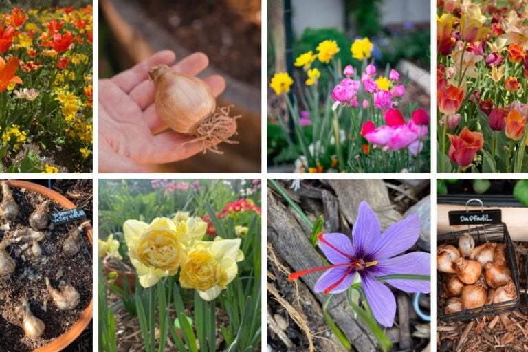 Arizona Bulb Planting Guide: Low Desert Flowering Bulbs featured image
