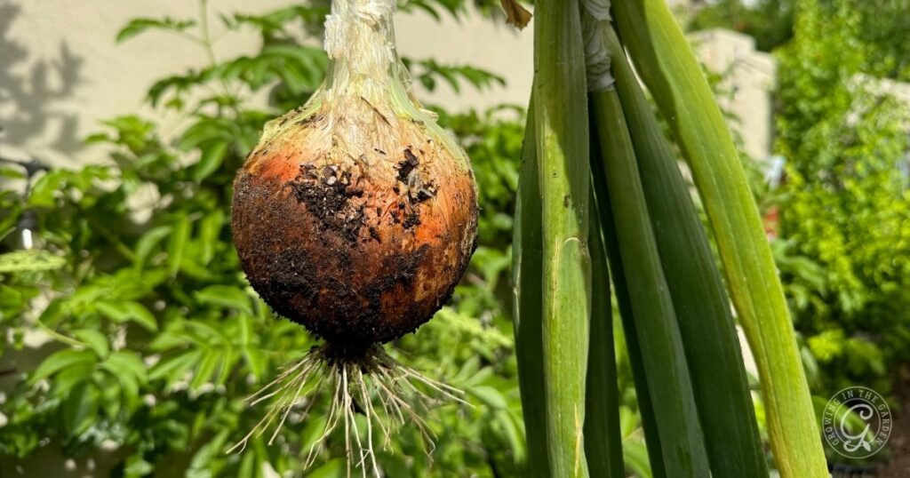 A freshly harvested onion with roots and soil, green leaves still attached, held in a garden.