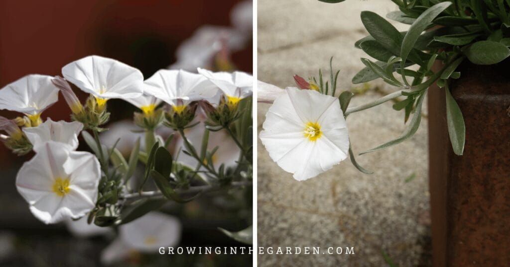 Bush Morning Glory (Convolvulus cneorum)