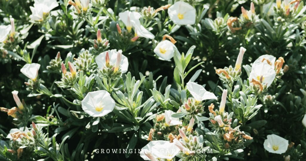 Bush Morning Glory (Convolvulus cneorum)