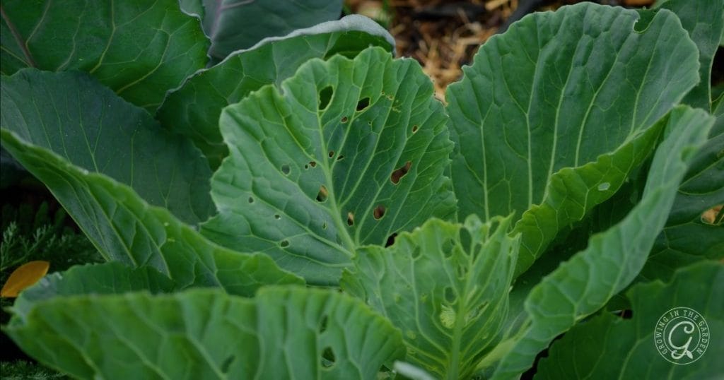 cabbage with cabbage worm damage