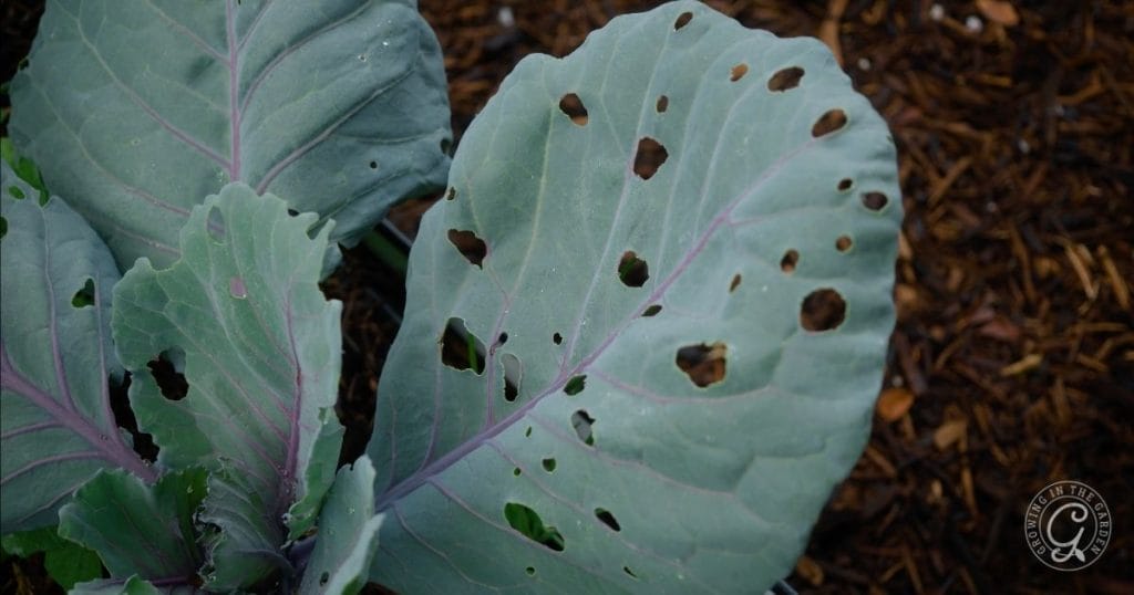 cabbage worm damage