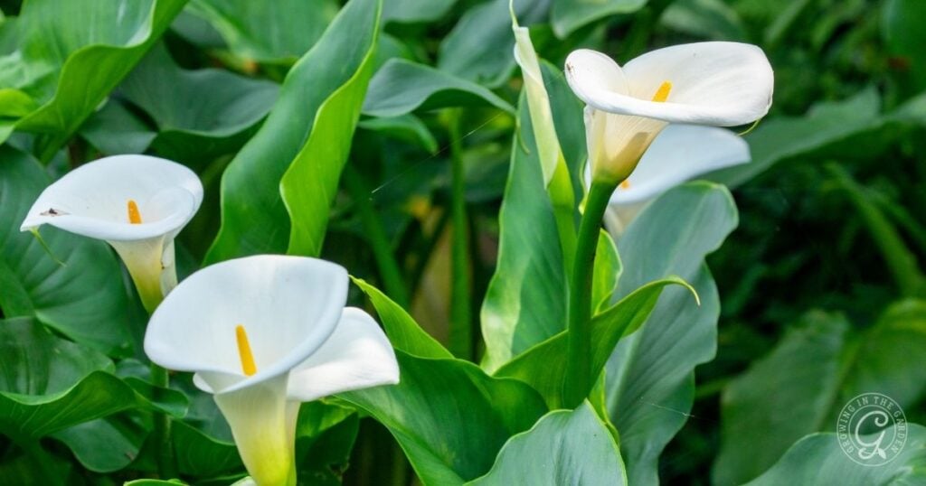 White calla lilies with yellow centers surrounded by lush green leaves.