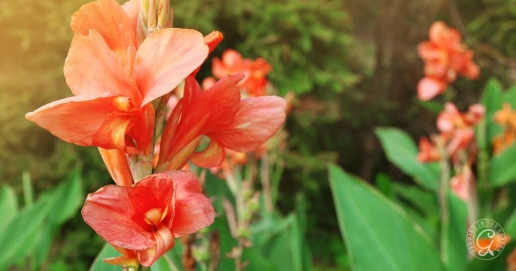 Bright orange canna lilies in bloom with green leaves and a blurred background, as featured in the Arizona Annual Flowers Planting Guide.