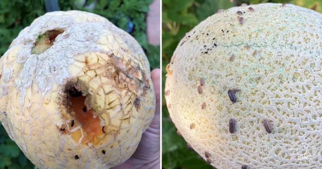 Cantaloupe Growing Problems and How to Solve Them