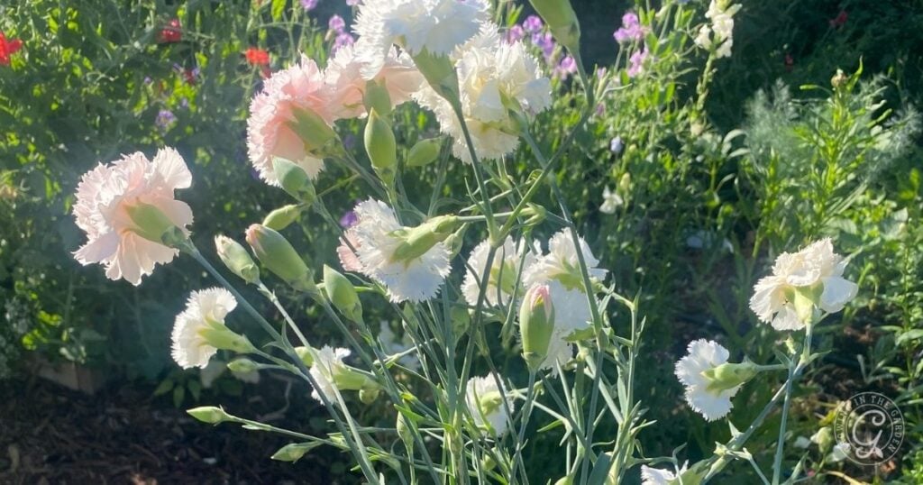 White and pale pink carnations bloom in a sunlit garden with green foliage, echoing the beauty highlighted in the Arizona Annual Flowers Planting Guide.