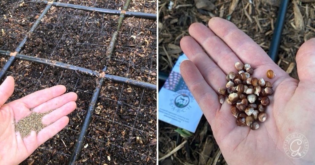 Carrot and corn seeds