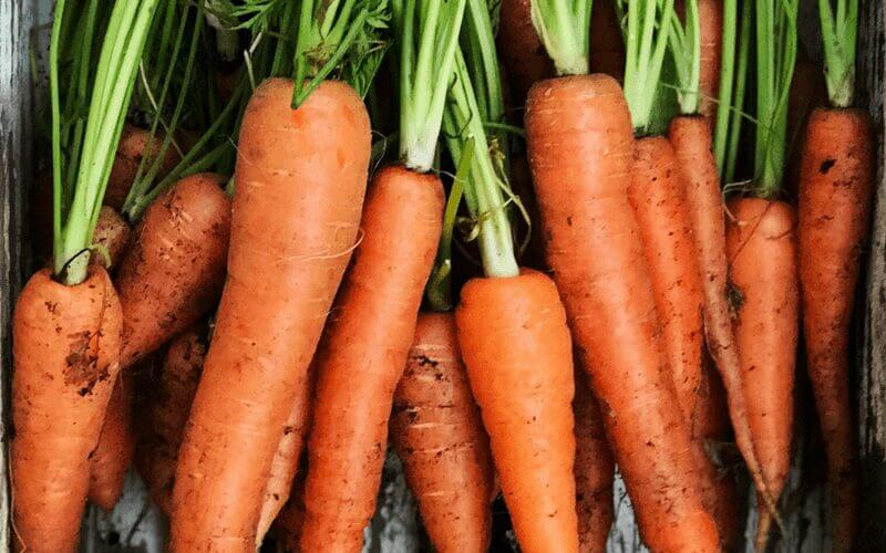 Five Tips For Growing Carrots #growingcarrots #howtogrowcarrots #organicgarden #carrots #howto #gardening #quicktips #organicgardening