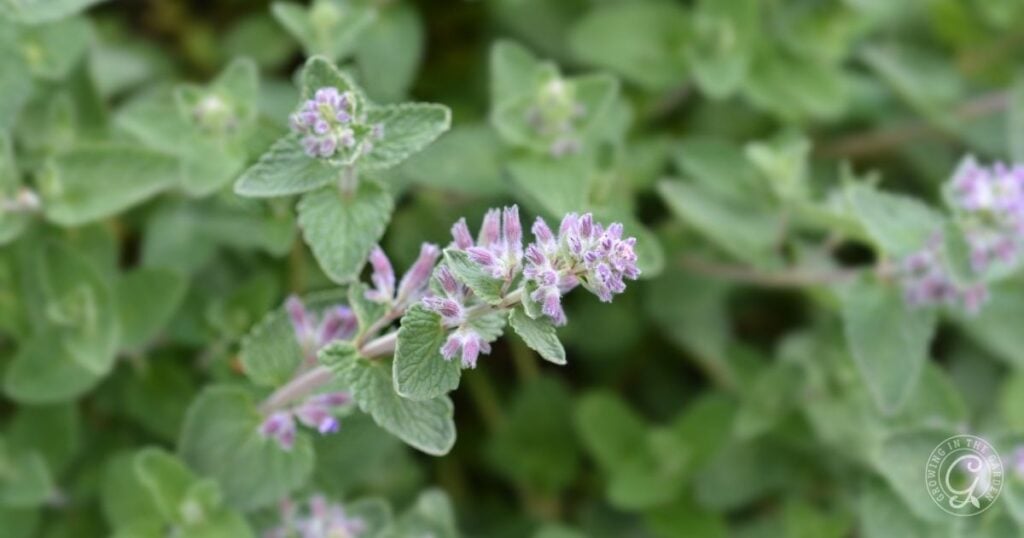 A close-up of a flowering catnip plant, showing clusters of small purple flowers and green, serrated leaves with a fuzzy texture. The background is filled with more green foliage.