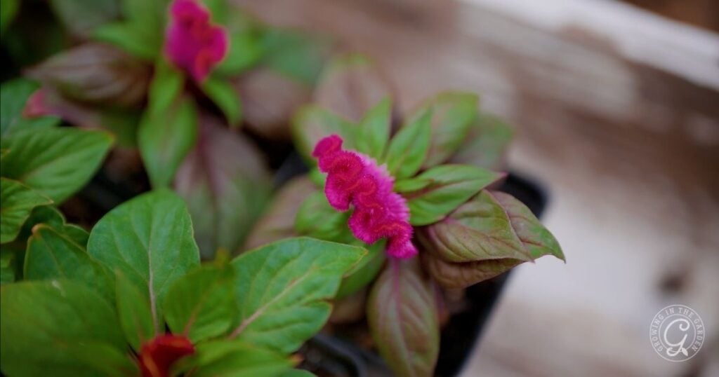 Close-up of a green plant with bright pink, ruffled flowers in a garden setting.
