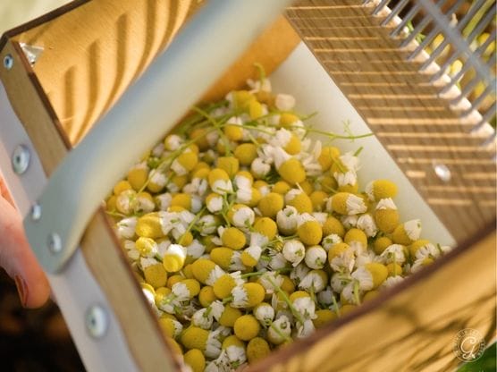 German Chamomile featured image