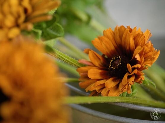 Cherokee Sunset Rudbeckia featured image