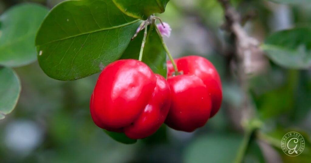Three bright red acerola cherries hang from a leafy branch—perfect inspiration for your Arizona Fruit Planting Guide.