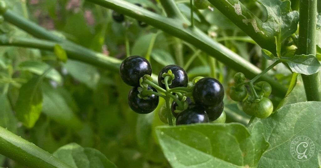 Clusters of small, shiny black berries growing among green leaves and stems.