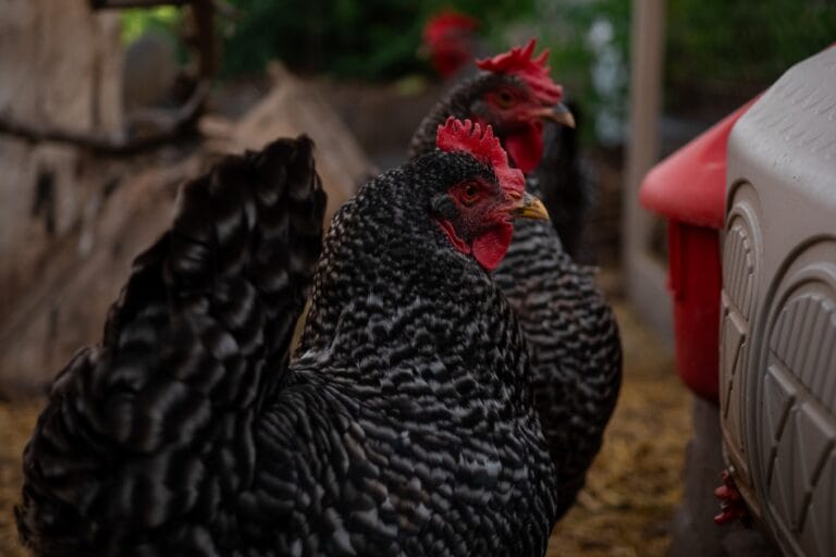 Chicken Supplies: 8 Essentials for Chicks & Chickens featured image