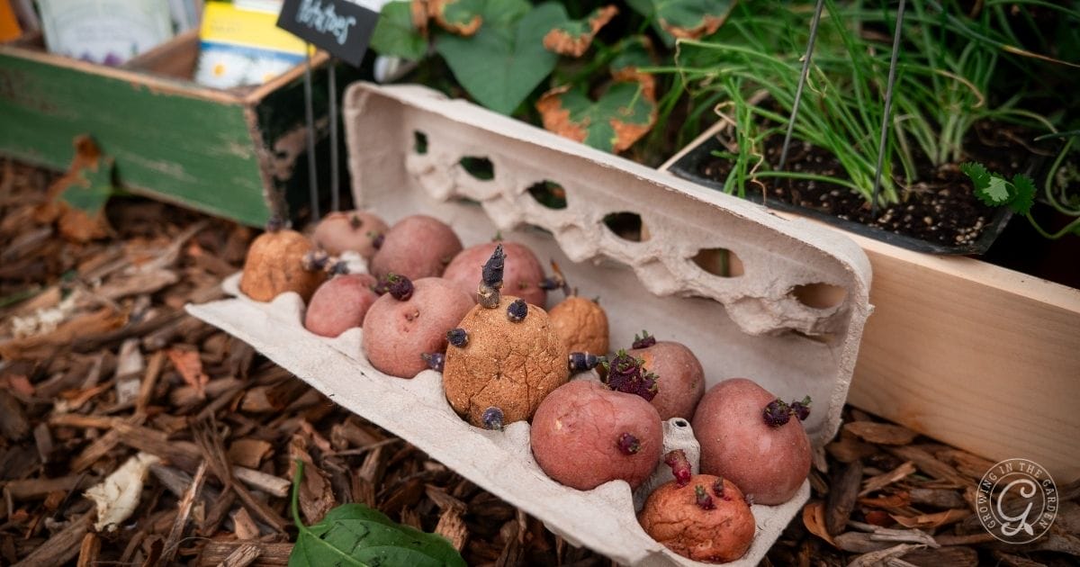 chitted seed potatoes
