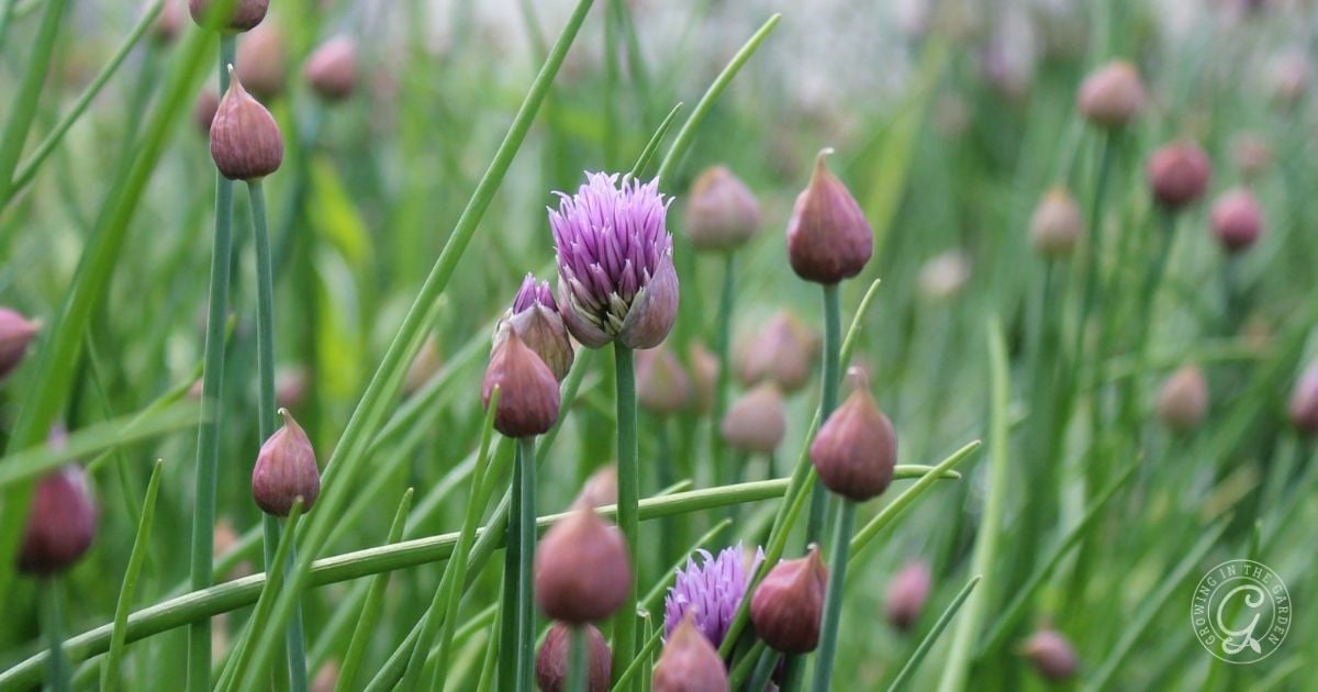 Close-up of chive plants with slender green stems and purple flower buds, some beginning to blossom, in a lush, outdoor garden setting.
