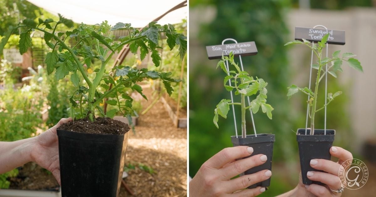 Two hands holding young tomato plants in black pots, with garden beds and greenery in the background—perfect for illustrating how to plant tomatoes in your home garden.