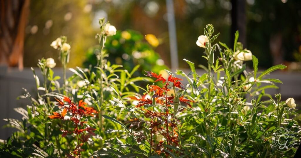 Sunlit garden bed with tall green plants, white flowers, and red foliage in the foreground—a serene scene that gently reminds us to avoid common vegetable gardening mistakes for thriving growth.