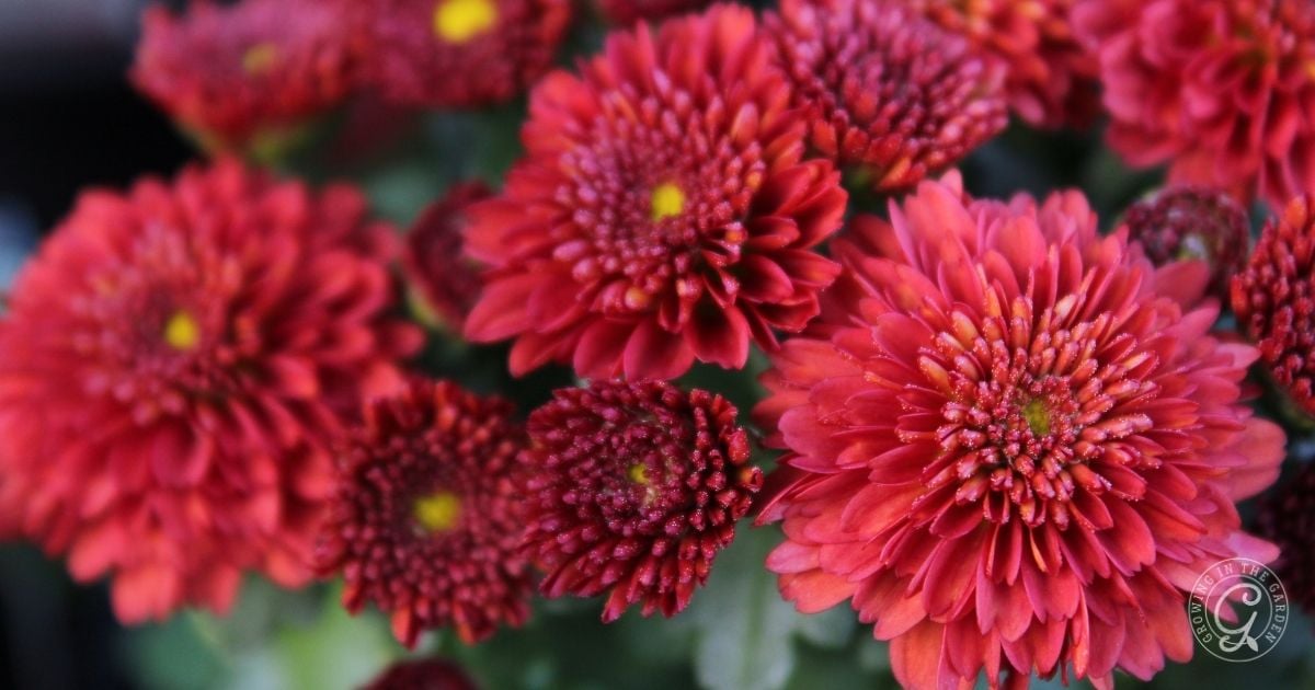 Close-up of vibrant red chrysanthemum flowers in full bloom with yellow centers and green foliage, featured in the Arizona Annual Flowers Planting Guide.
