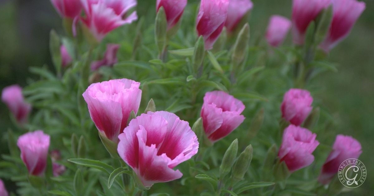 Pink cup-shaped flowers with green leaves, blooming outdoors against a soft, blurred green background. Perfect for brightening gardens, these blooms are featured in the Arizona Annual Flowers Planting Guide.