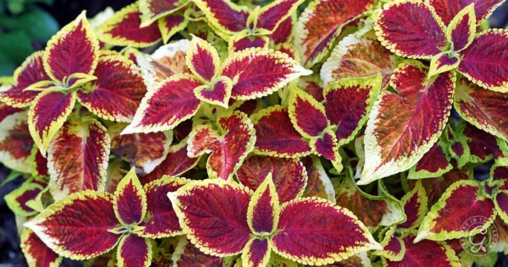 Bright red and green coleus leaves with serrated yellow edges growing densely together, a vibrant choice highlighted in the Arizona Annual Flowers Planting Guide.