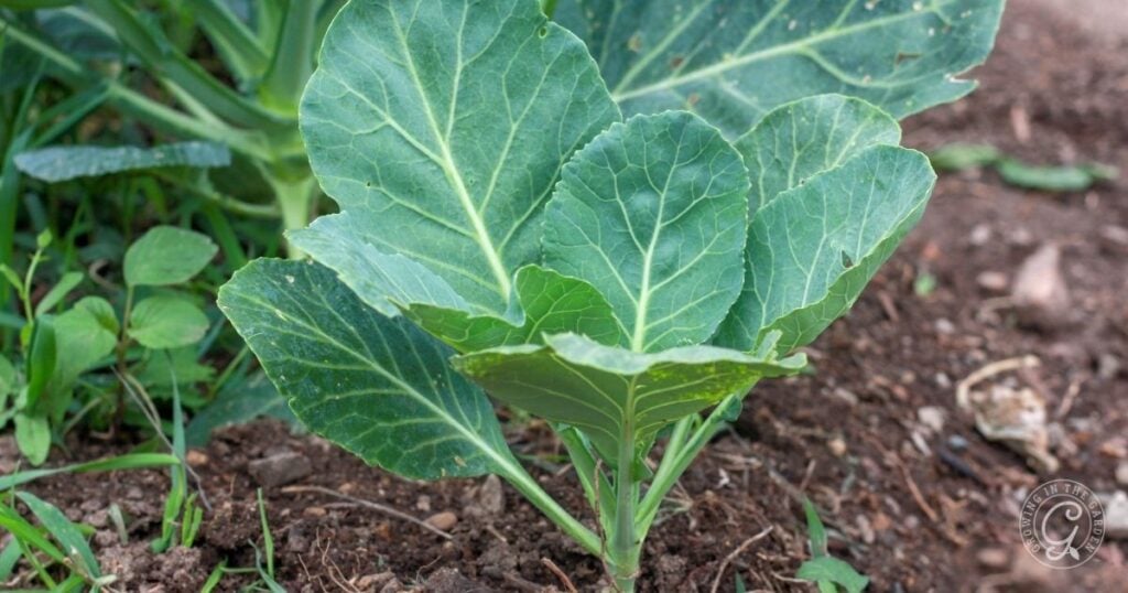 Young collard green plant with broad green leaves growing in soil in a garden.